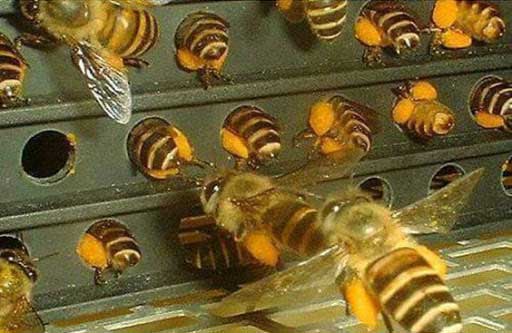 گرده گل یا گرده زنبور عسل سایت کارنیکا