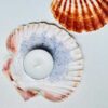 صدف برگی | کارنیگا استور