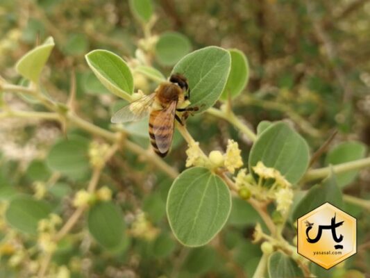 عسل گون طبیعی | عسل آویشن طبیعی | عسل چهل گیاه طبیعی| کارنیکا استور