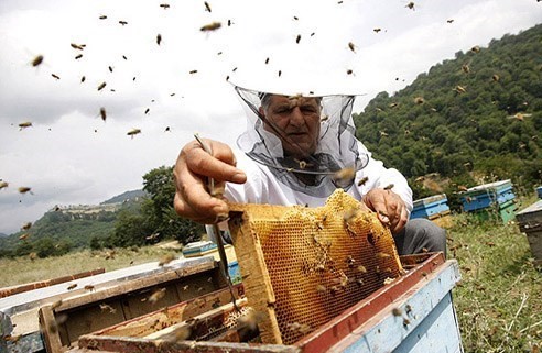 عسل چهل گیاه طبیعی | کارنیکا استور